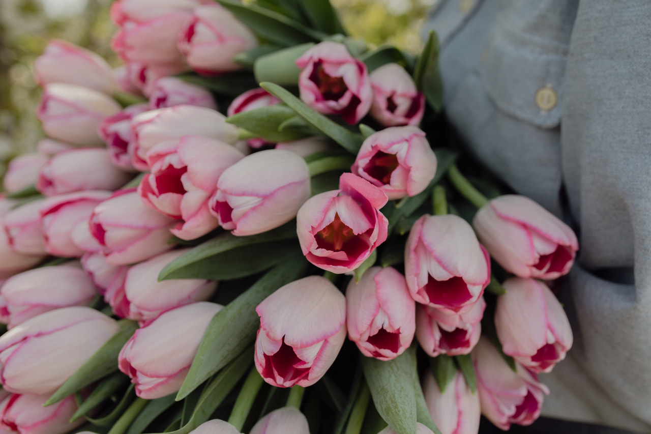 Tulppaani Sissi, Loukykvět