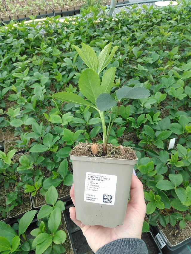 Jouluruusu Double Ellen Purple - 9. 6. 2025