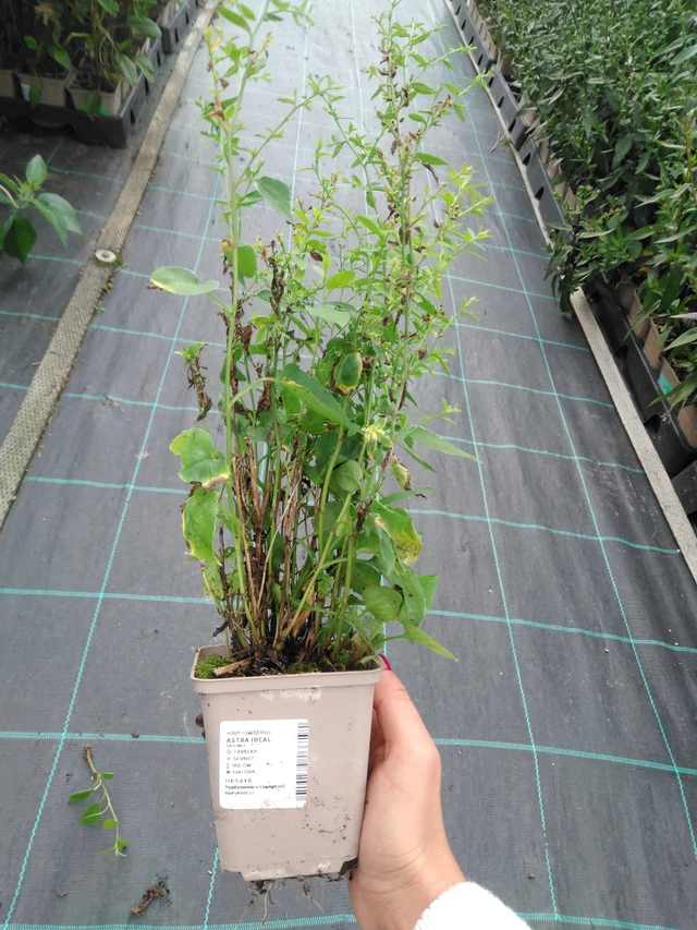 Kiinanasteri Ideal - 11. 9. 2025