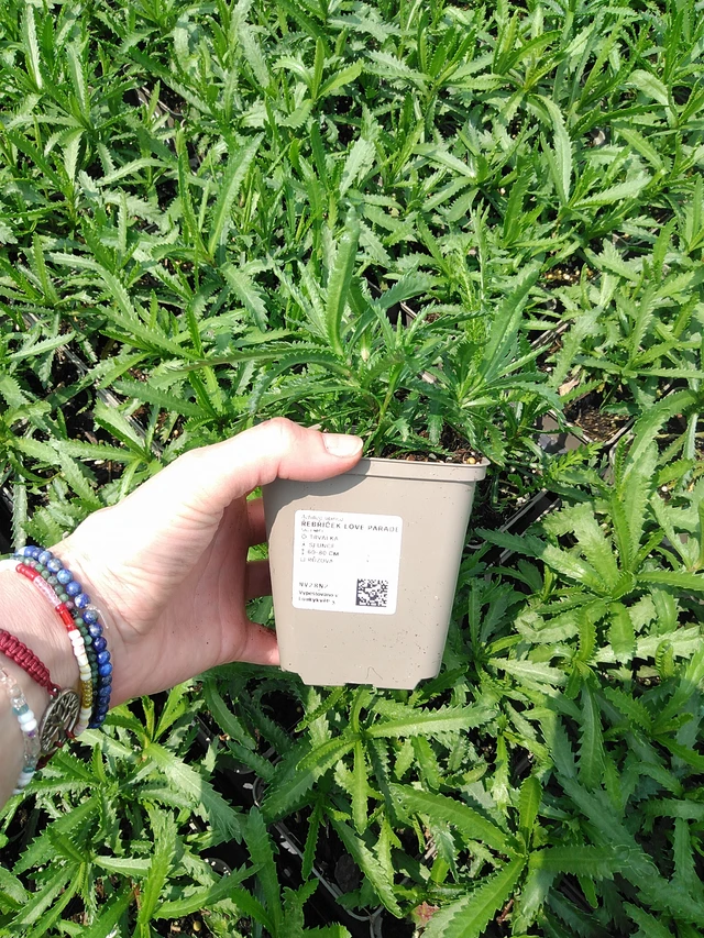 Siankärsämö Love Parade - 9. 6. 2025