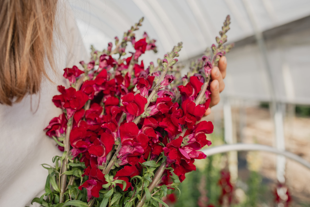 Leeuwenbek Costa Velvet, Loukykvět