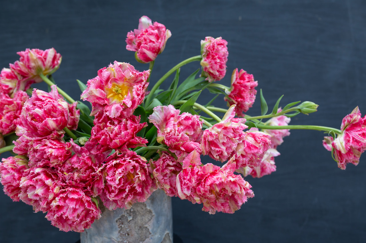 Tulppaani Crispion Sweet, Loukykvět