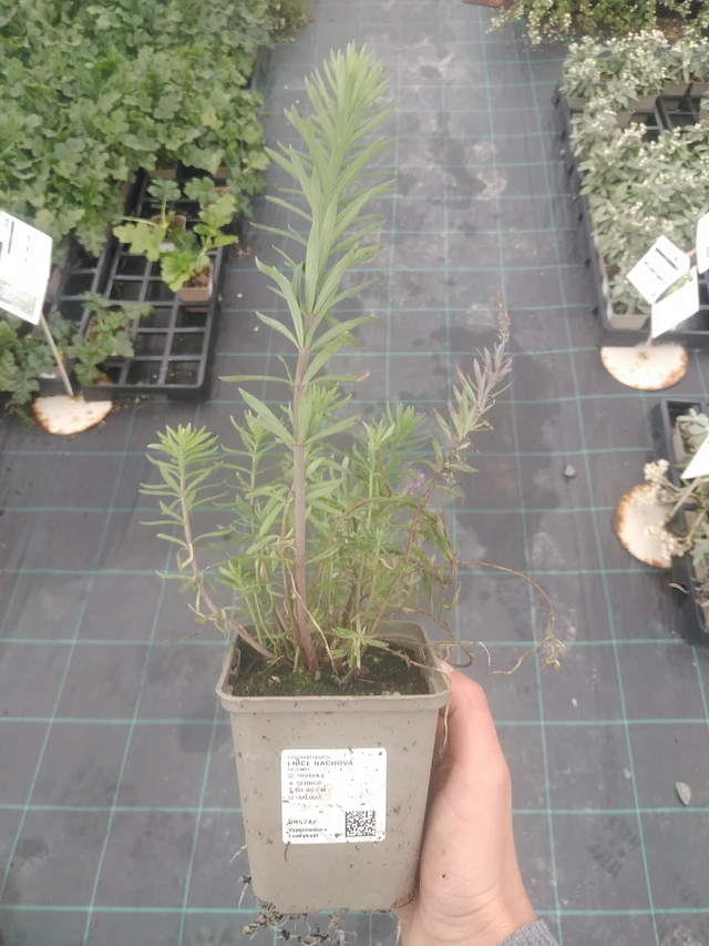 Linaria purpurea - 10. 10. 2025