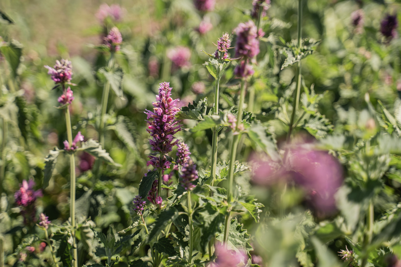 Agastache Danish Delight, Loukykvět