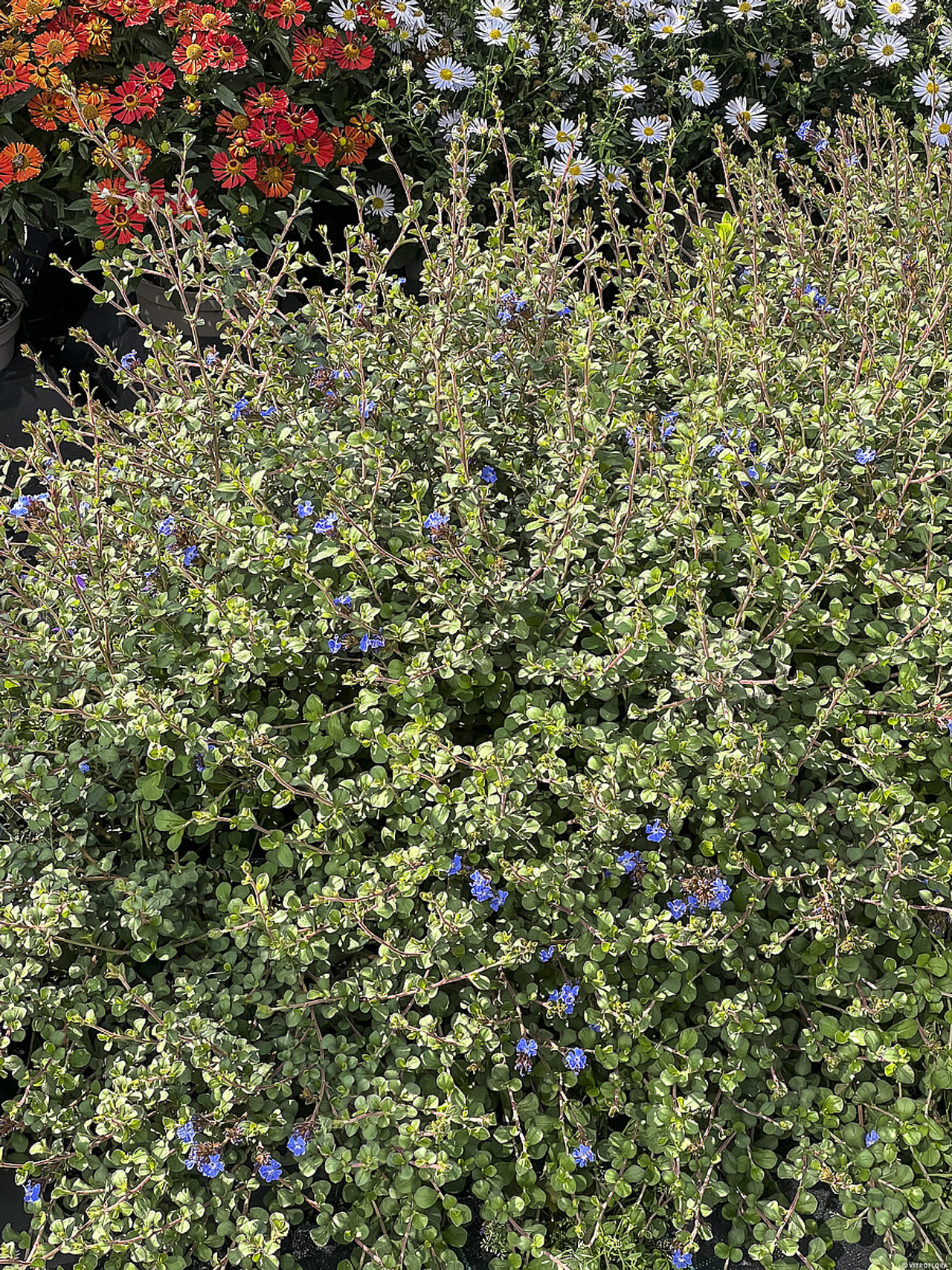 Lyijykukka, Loukykvět