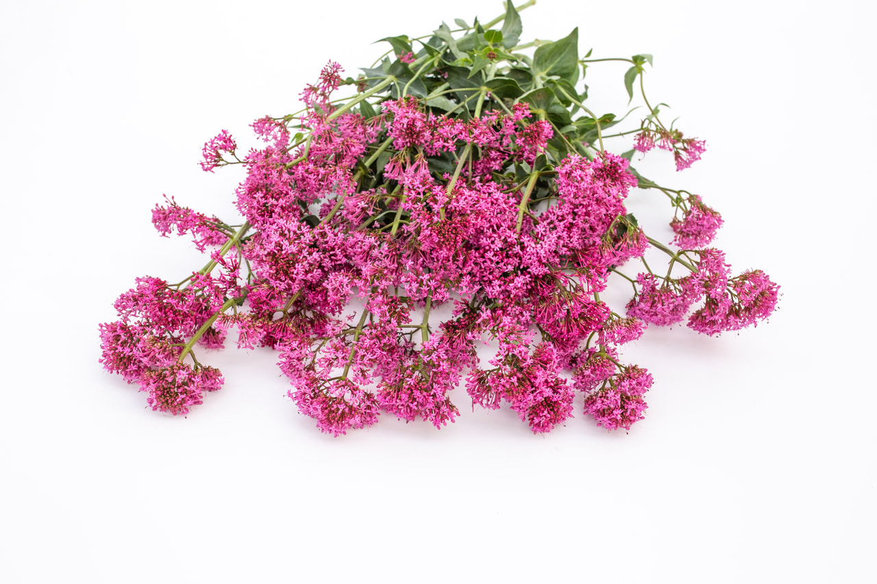 Komeapunikki Rosato Rose Pink, Loukykvět