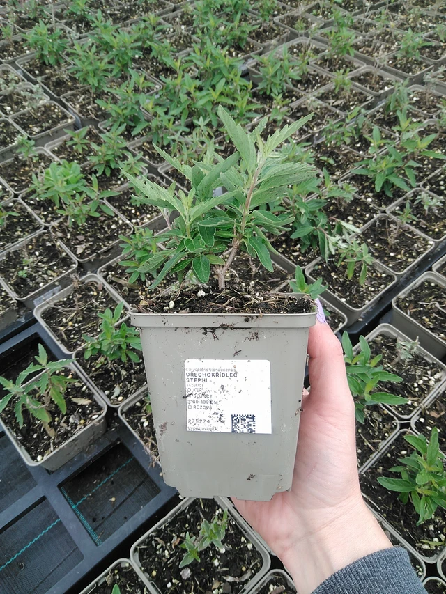 Siniparta Stephi - 9. 6. 2025