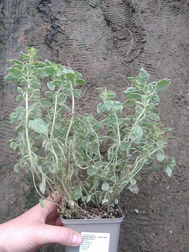 Oregano Aureum Variegata - 17. 7. 2025