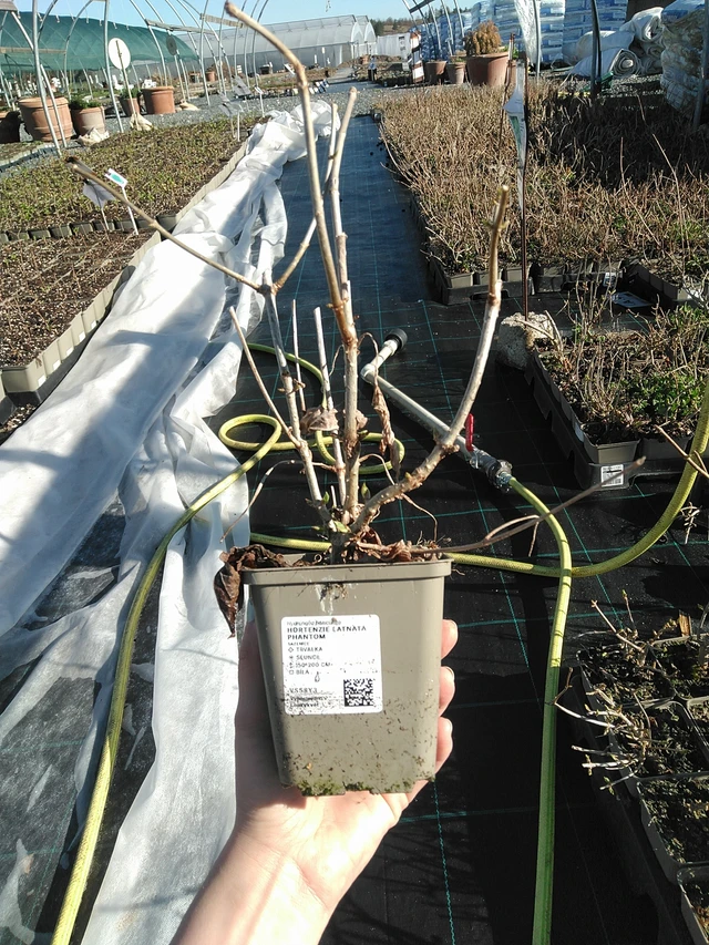 Syyshortensia Phantom - 7. 4. 2026