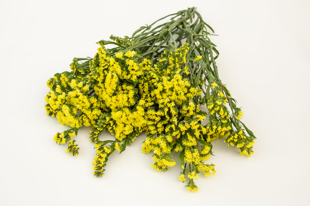 Ikiviuhko QIS Yellow, Loukykvět