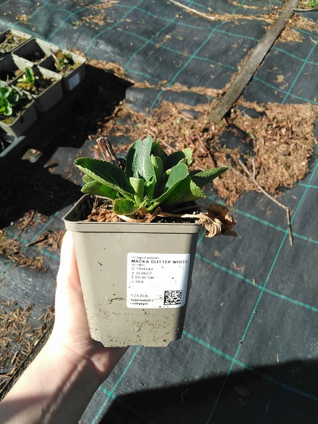 Eringio Glitter White - 7. 4. 2026