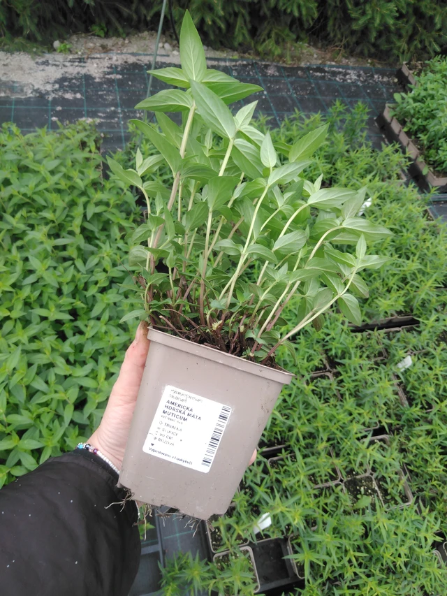 Vuoriminttu Muticum - 2024