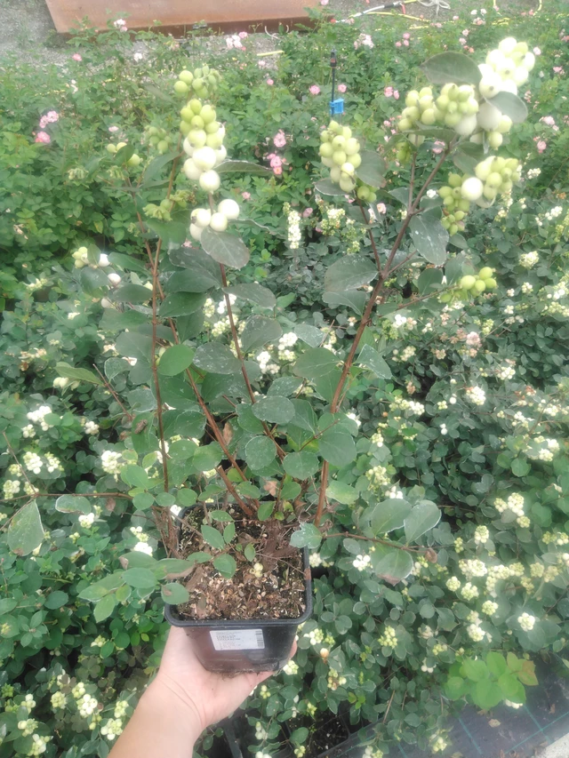 Symphoricarpos Magical Avalanche - 2024