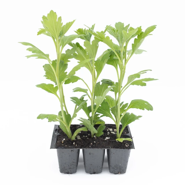 Chryzantéma Blenda Pink - 2024