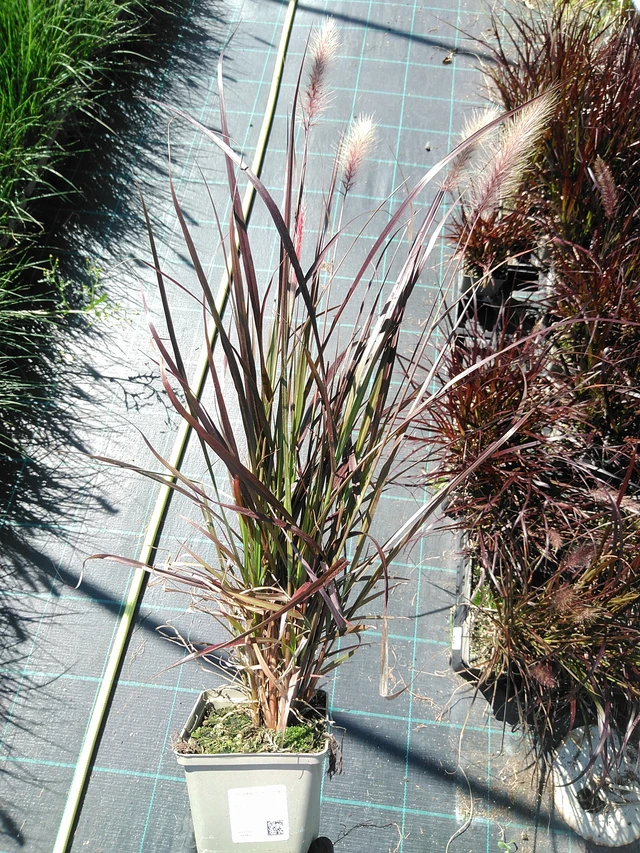 Helmihirssi Rubens - 19. 8. 2025