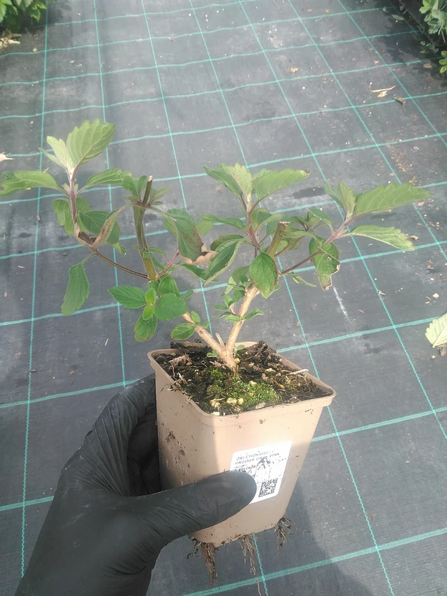 Cariópteris Pagoda Dark Pink - 10. 9. 2025