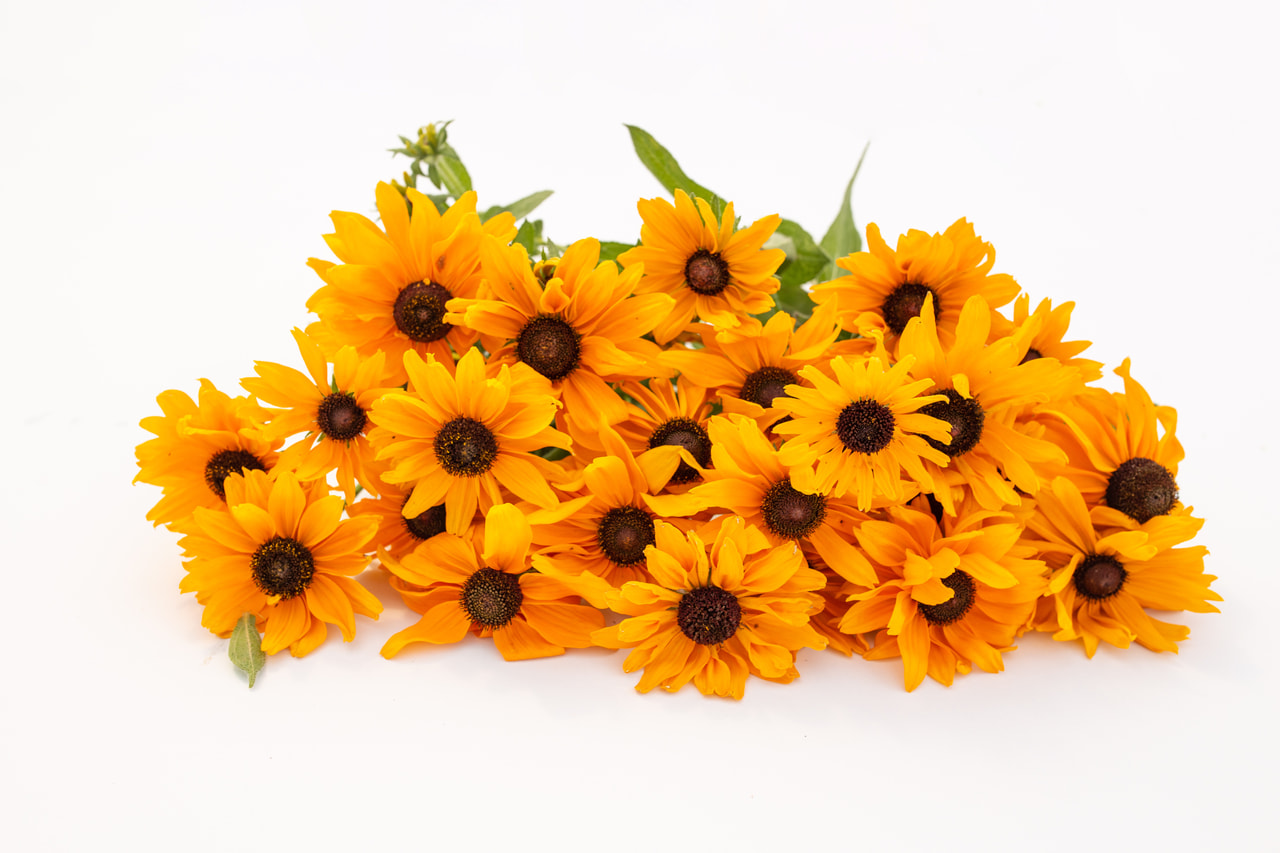 Päevakübar Goldilocks, Loukykvět