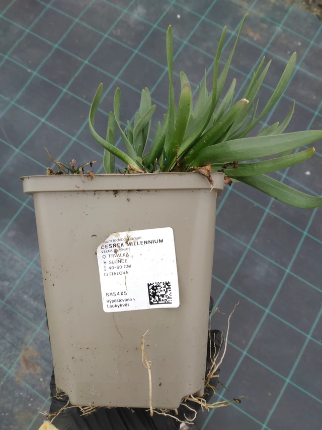 Allium Millennium - 1. 4. 2026