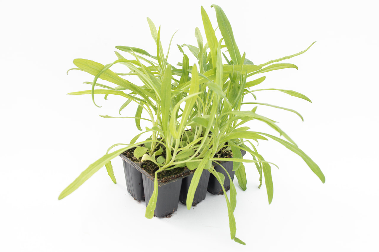 Aciano Classic Magic, Loukykvět