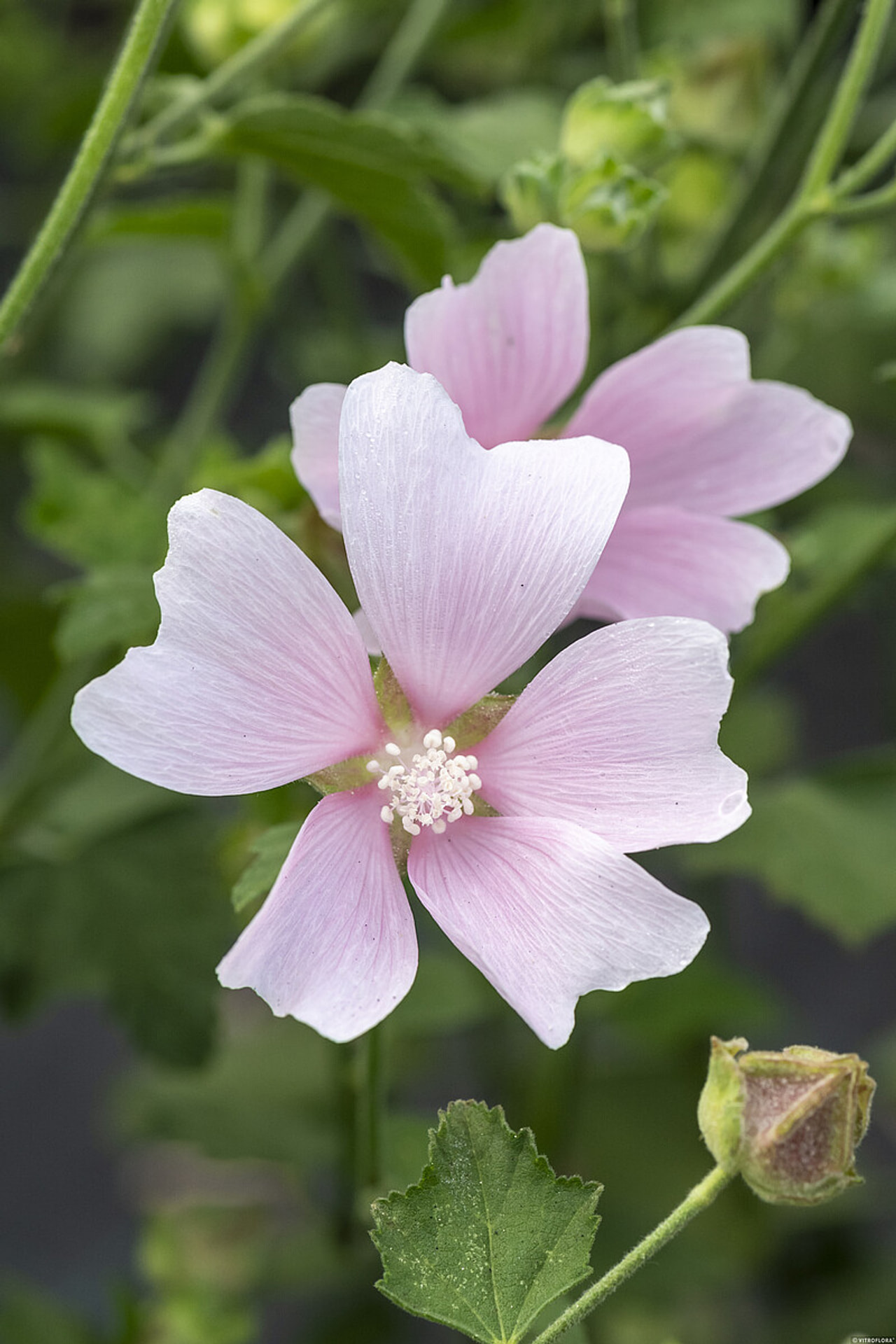 Malvikki Duet, Loukykvět