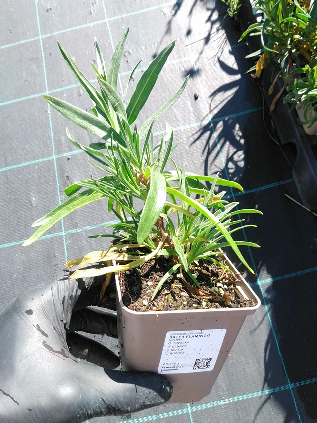 Morsiusharso Flamingo - 19. 8. 2025