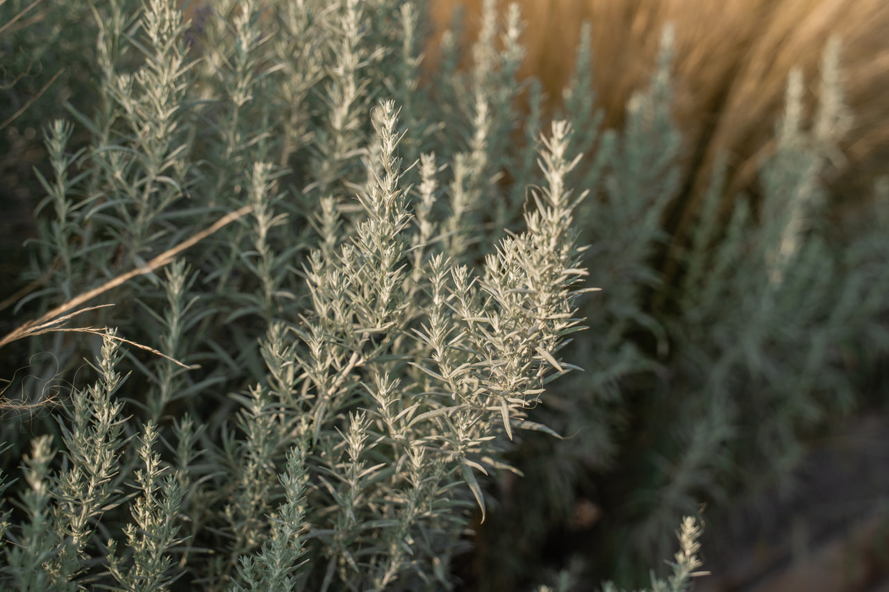 Artemisa Silver Queen, Loukykvět