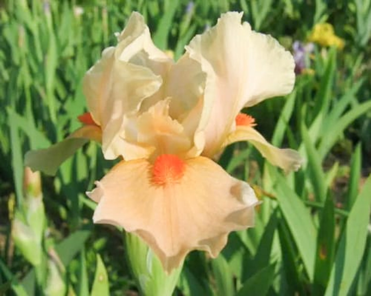 Kosatec Apricot Silk, Loukykvět