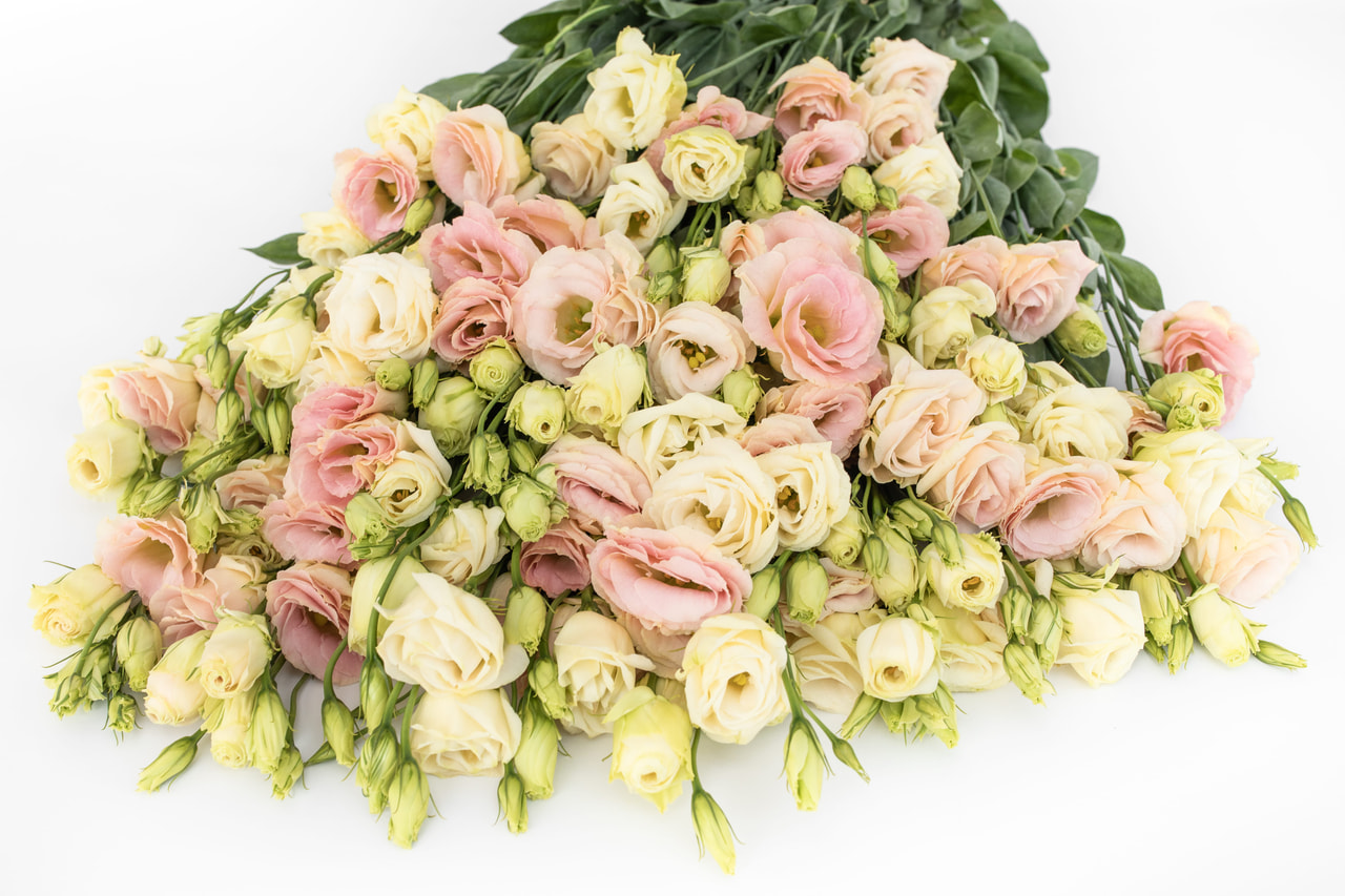 Eustoma Rosita 3 Champagne, Loukykvět