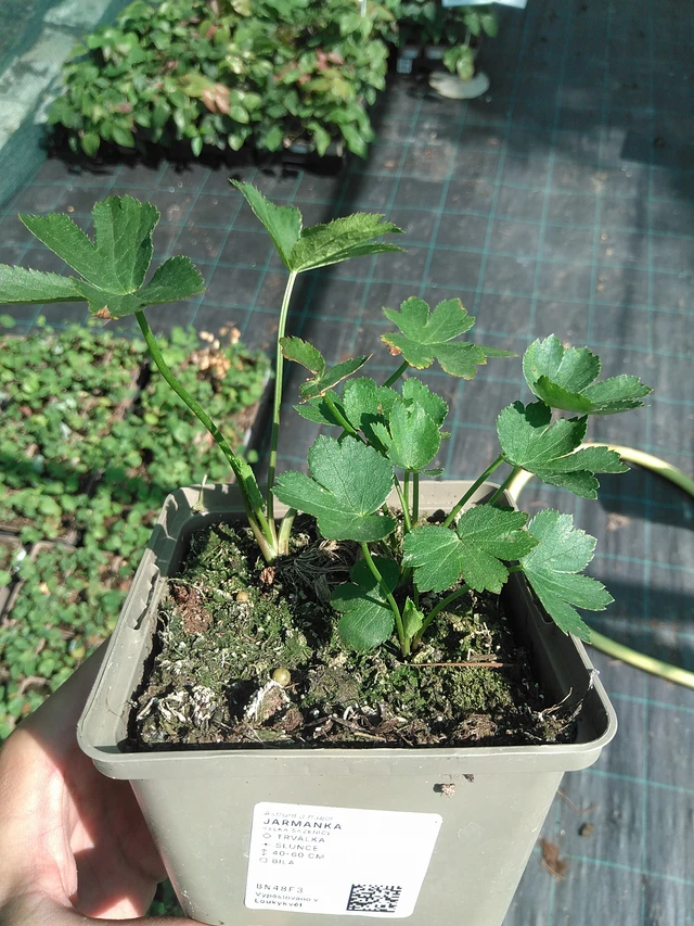 Tähtiputki - 27. 6. 2025