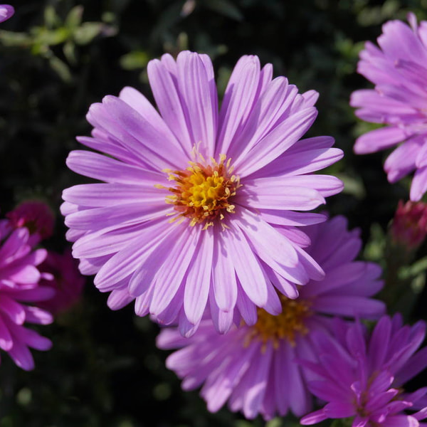 Aster Rosenwichtel, Loukykvět