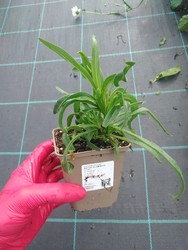 Morsiusharso Flamingo - 31. 7. 2025