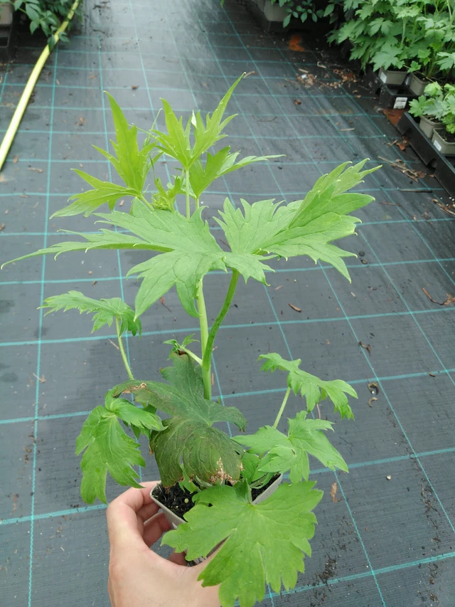 Jaloritarinkannus Magic Fountains White (Dark Bee) - 28. 7. 2025