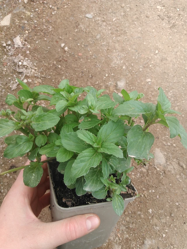 Basilikaminttu - 17. 7. 2025