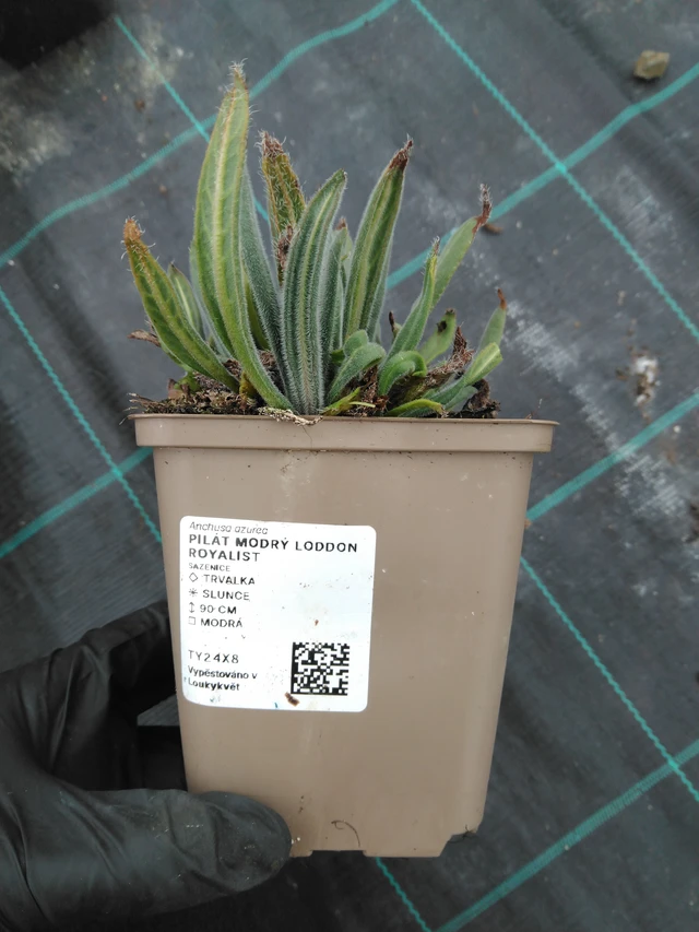 Italianrastas - 1. 4. 2026