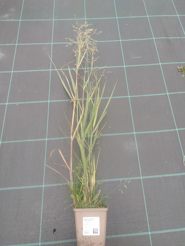 Virginianhirssi Heavy Metal - 10. 10. 2025