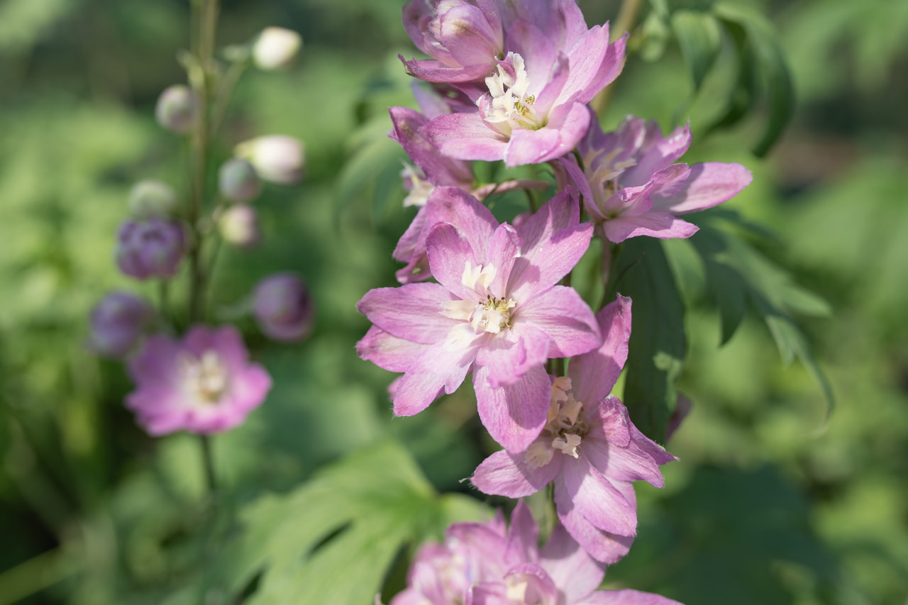 Larkspur Benary’s Pacific Astolat, Loukykvět