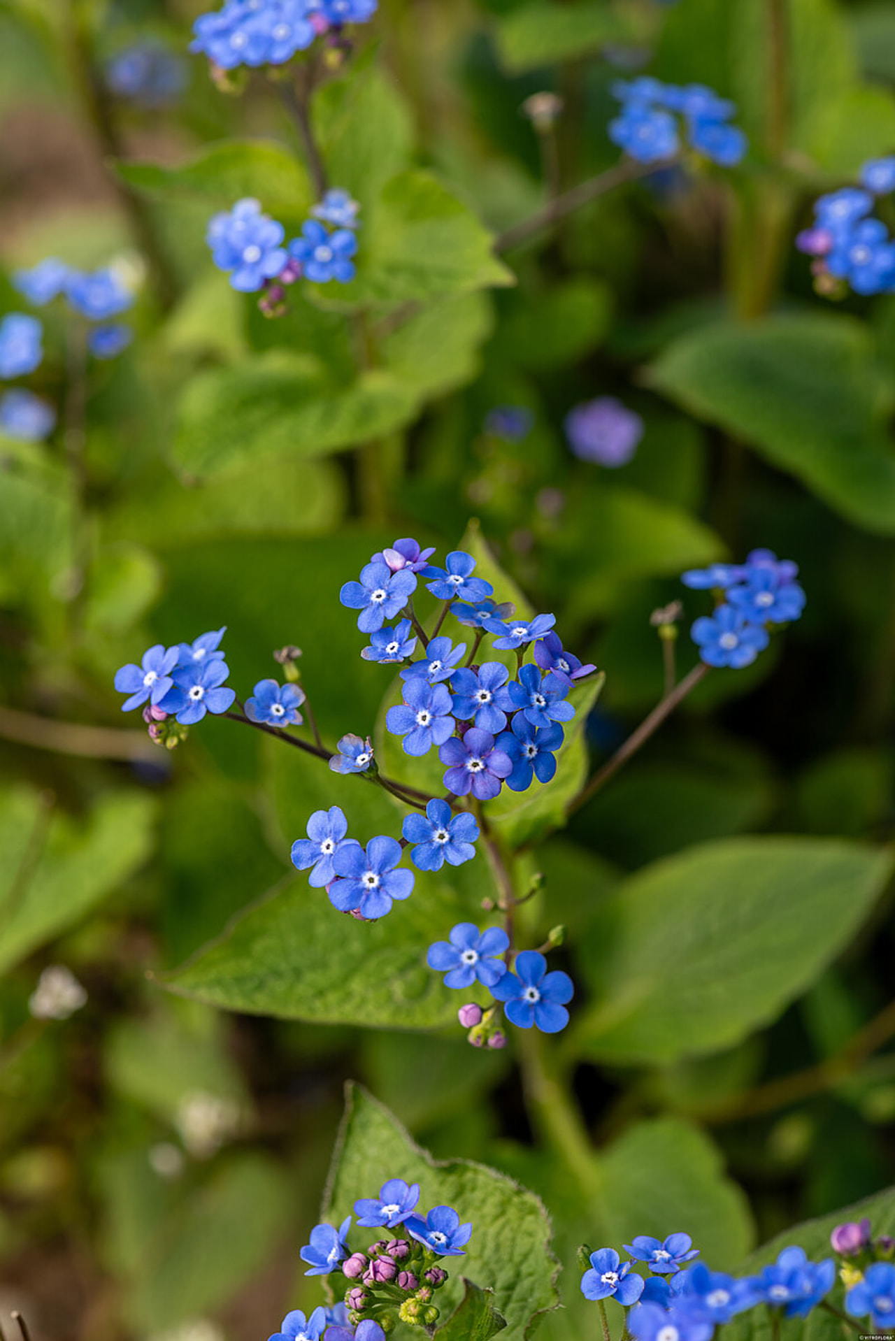 Brunnera macrophylla, Loukykvět