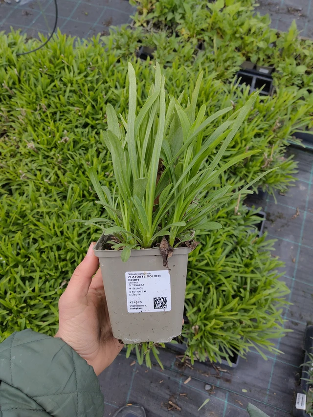 Piisku Golden Glory - 21. 4. 2026