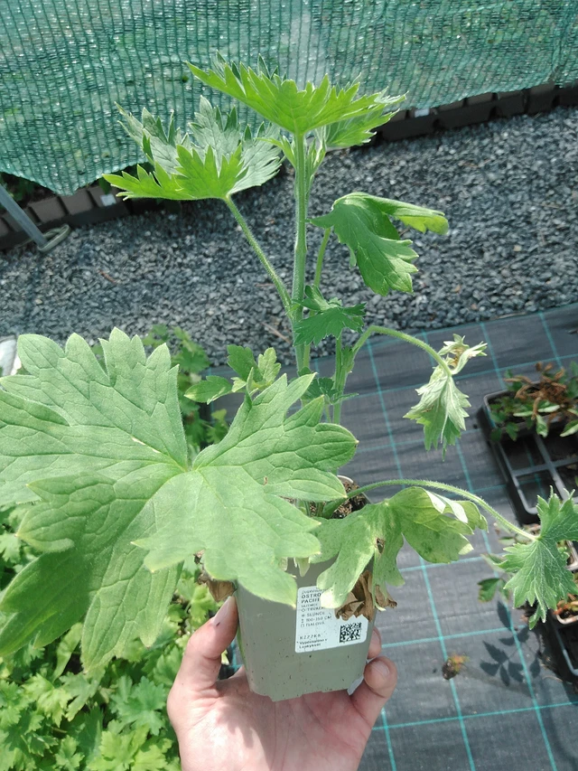 Espuela de caballero Benary’s Pacific King Arthur - 24. 6. 2025