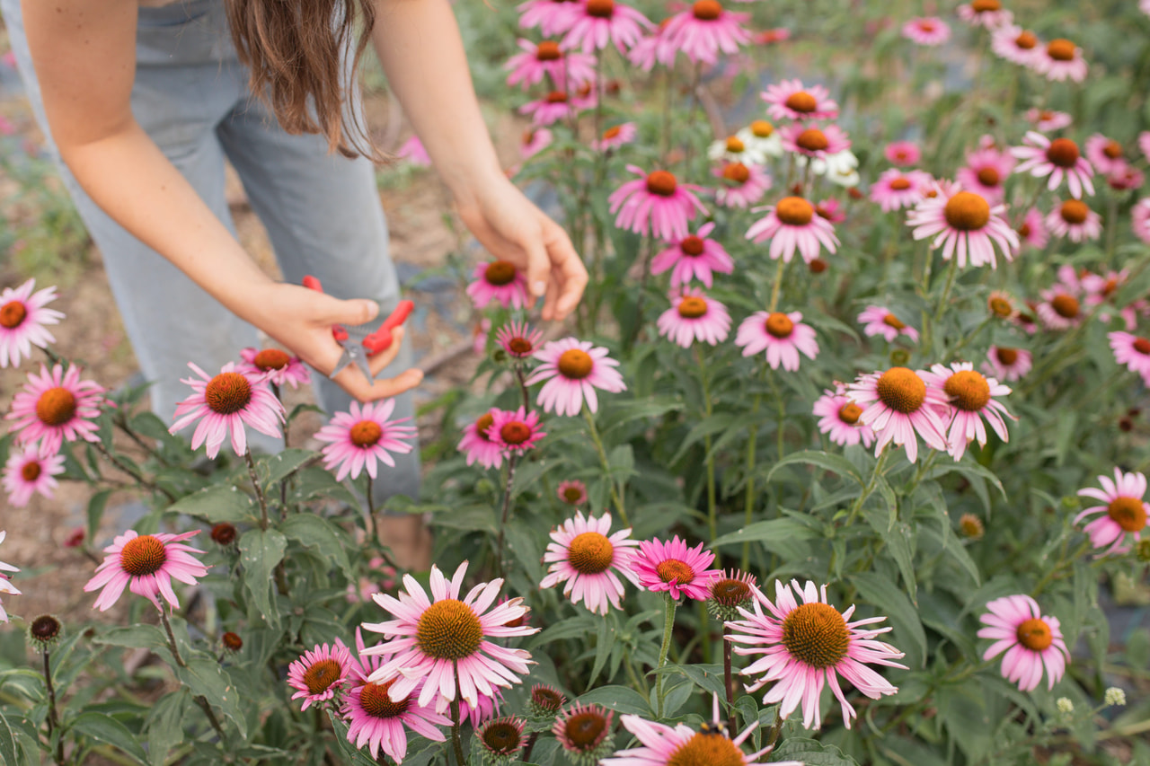 Kaunopunahattu Grandiflora Magnus, Loukykvět
