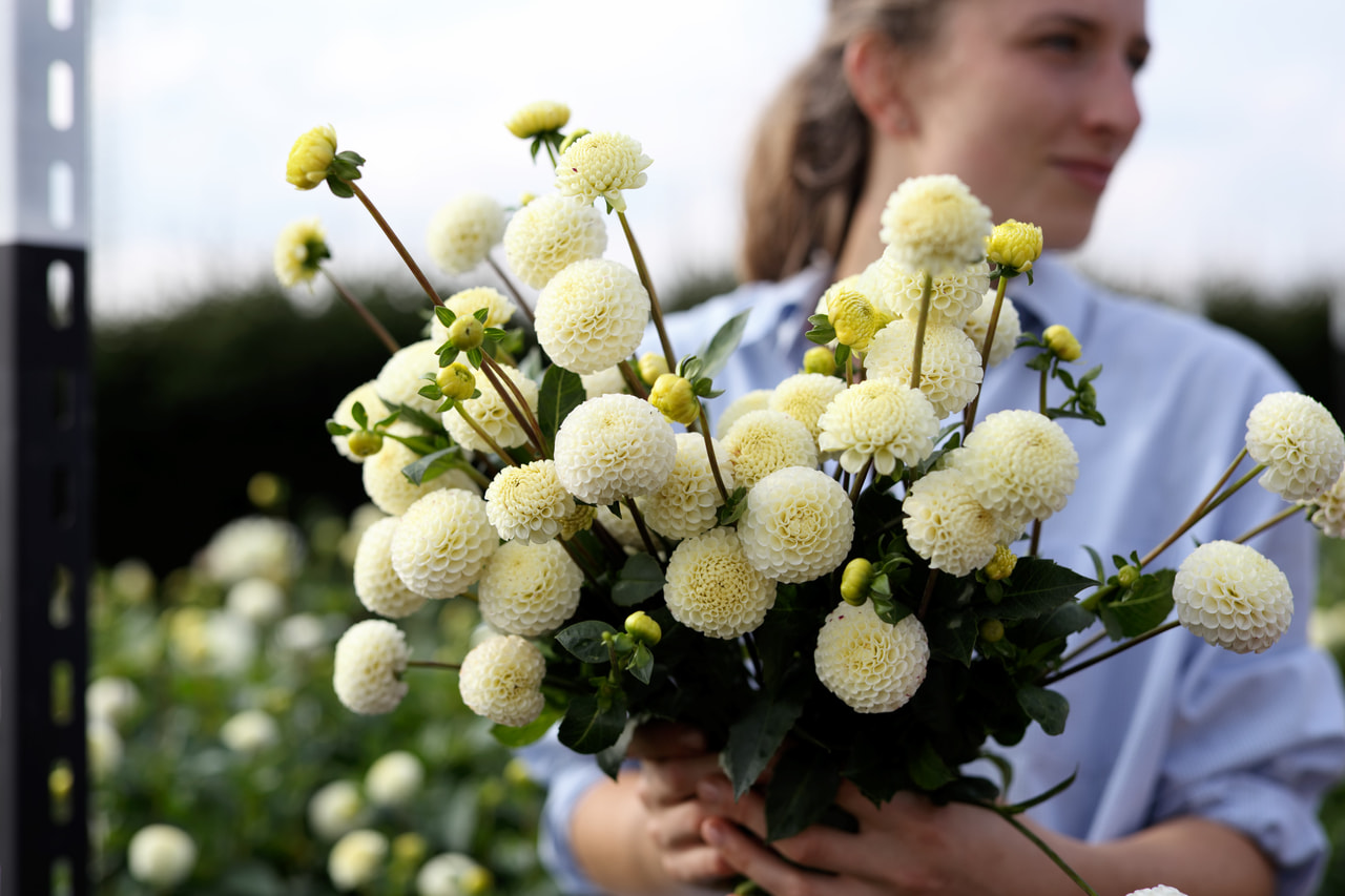 Daalia Small World, Loukykvět