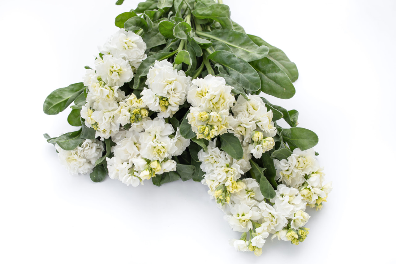 Stock Iron White, Loukykvět