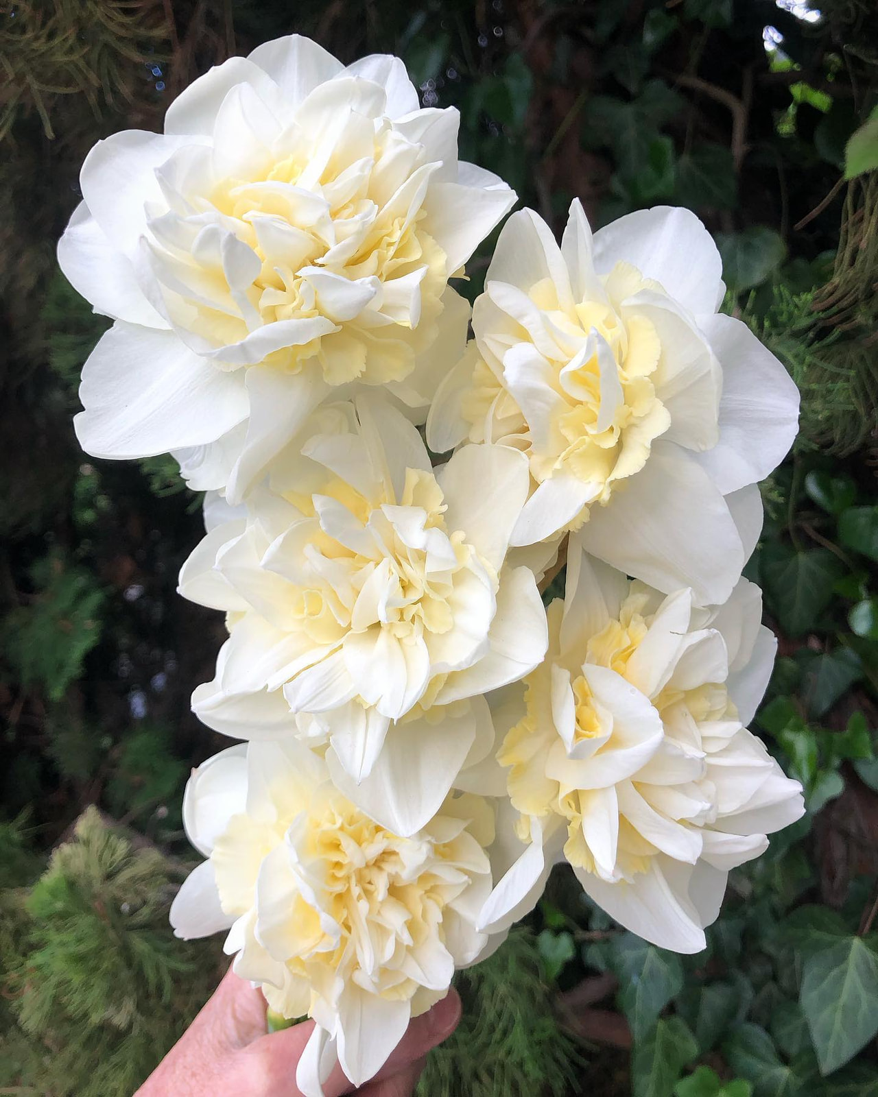 Narsissi Young Devotion, Loukykvět