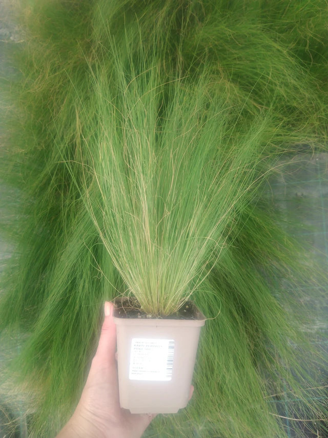 Kavyl péřovitý Pony Tails - 2024