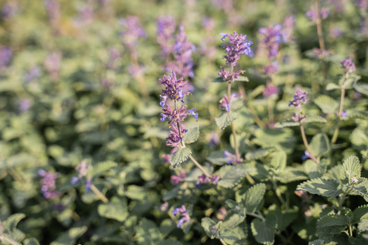 Kissanminttu Superba, Loukykvět