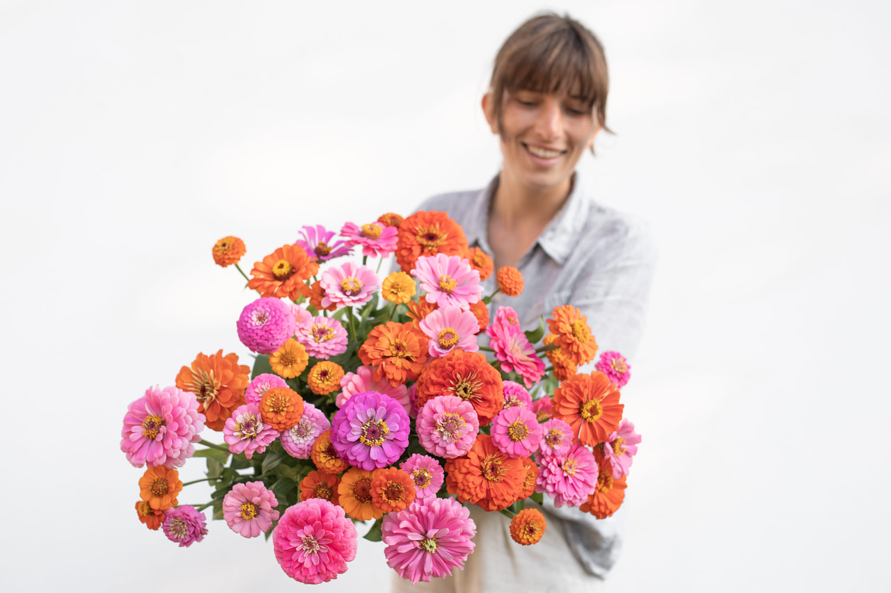 Zinnia Hubba Bubba Mix, Loukykvět