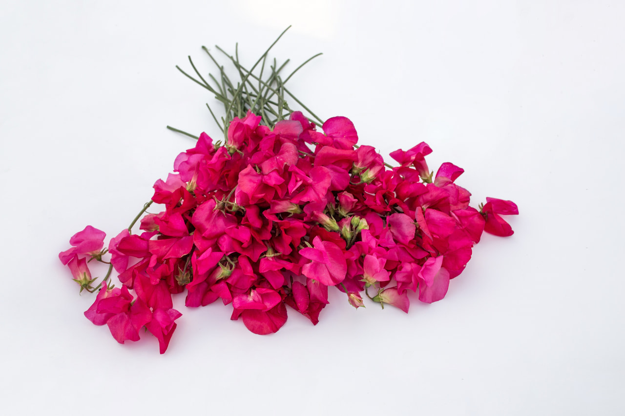 Lathyrus Spring Sunshine Cerise, Loukykvět