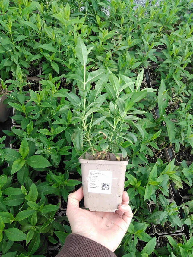 Syysleimu Fujiyama - 9. 6. 2025