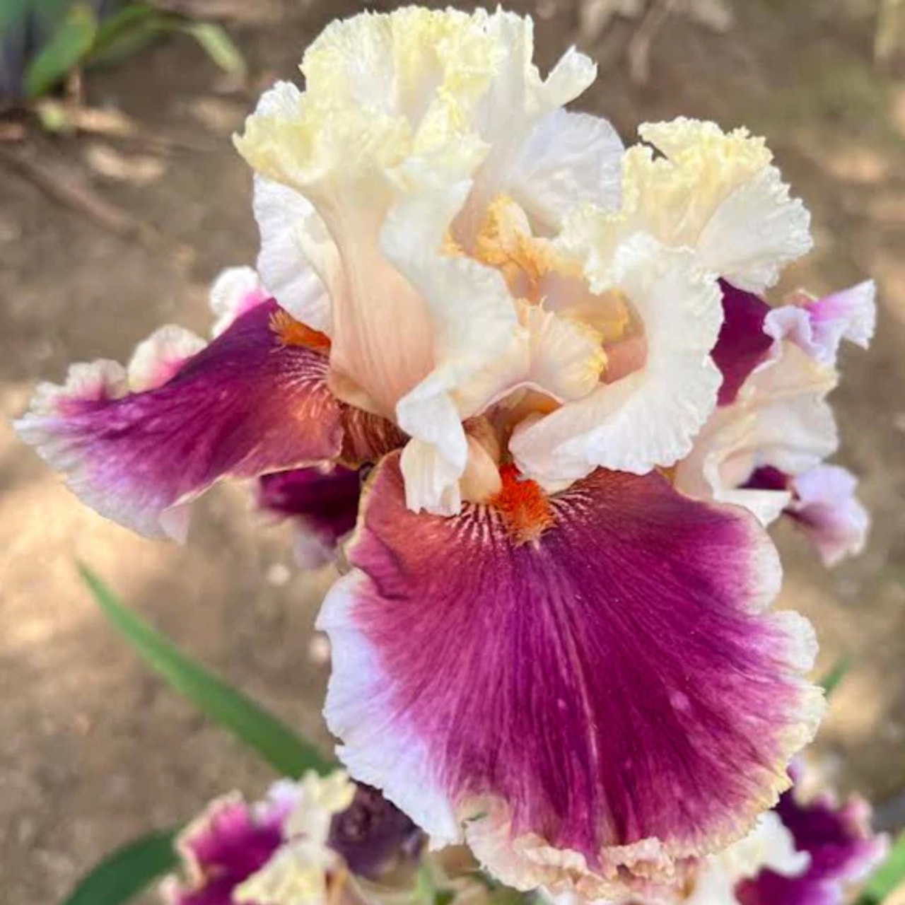 Kurjenmiekka Cranberry Swirl, Loukykvět