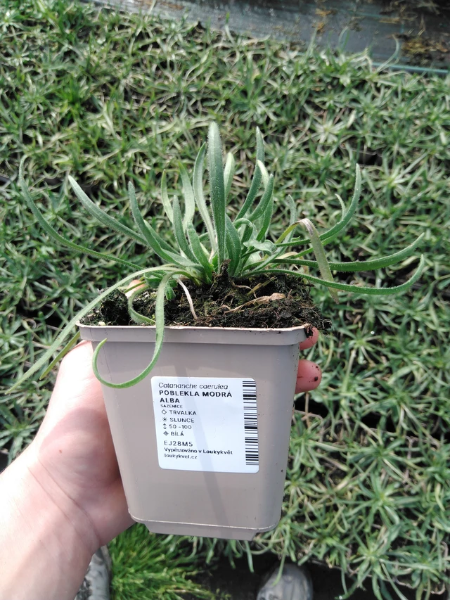 Siniharmaakello Alba - 2024